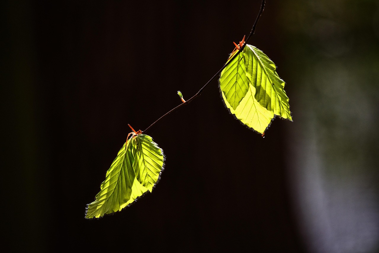 Leaf, foliage, twig — 1win официальный сайт: Удобный интерфейс и пользовательский опыт