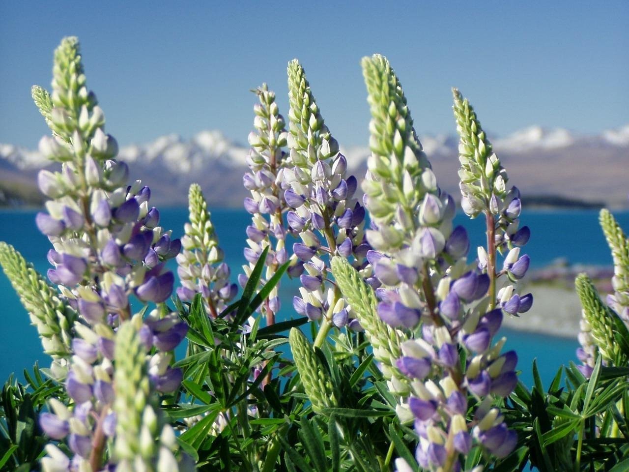 Lupinias, nature, new zealand — Best Online Casino Canada Real Money: Getting Started