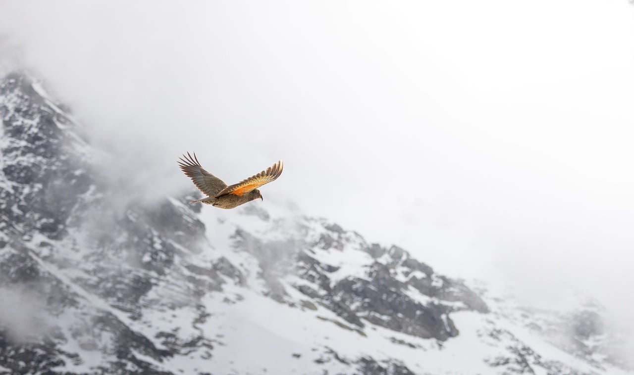 Bird, mountain, kea — Best Online Casino in Canada Real Money: What to Avoid