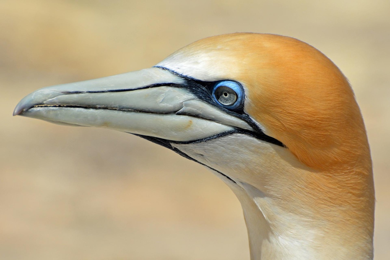 Northern gannet, bird, animal — Best Online Casino in Canada Real Money: What to Avoid