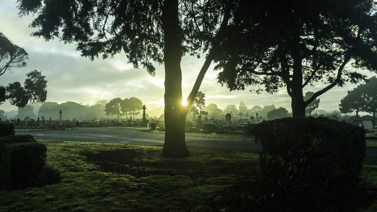 New zealand, tree, cemetry — Bezpieczeństwo wypłat w kasynach online: kluczowe aspekty i wskazówki