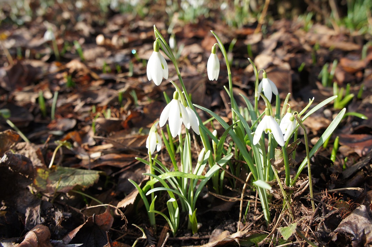 Spring flowers, new life, natural beauty — CasinoLab Leaderboard Tips om Hoog op de Ranglijst te Komen