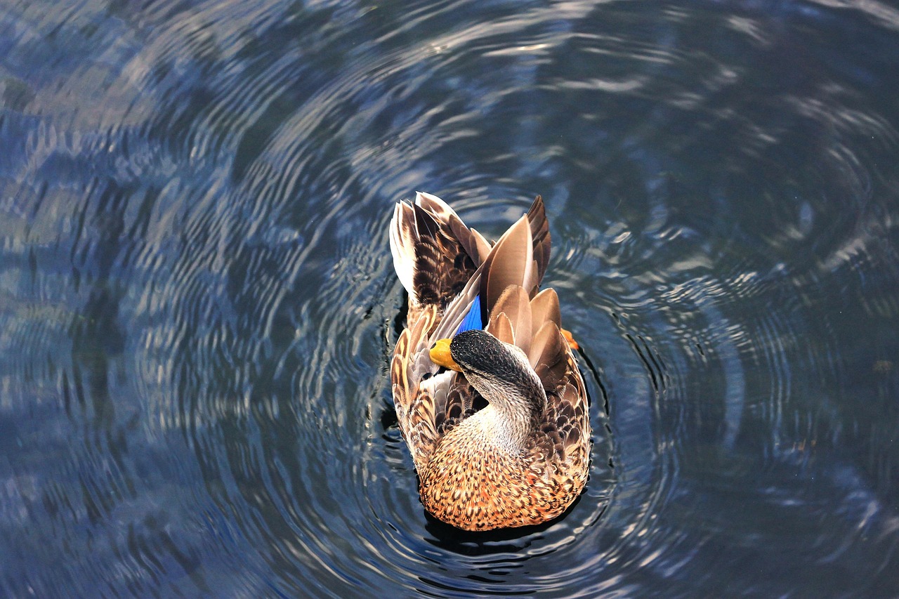 Birds of new zealand, duck, swim — CasinoLab Leaderboard Tips om Hoog op de Ranglijst te Komen