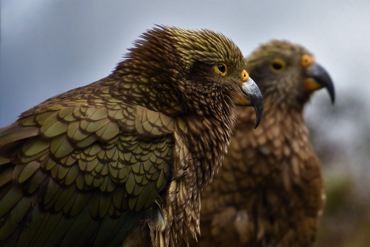 Bird, animal, mountain parrot — CasinoLab Veelgestelde Vragen en Antwoorden voor Spelers