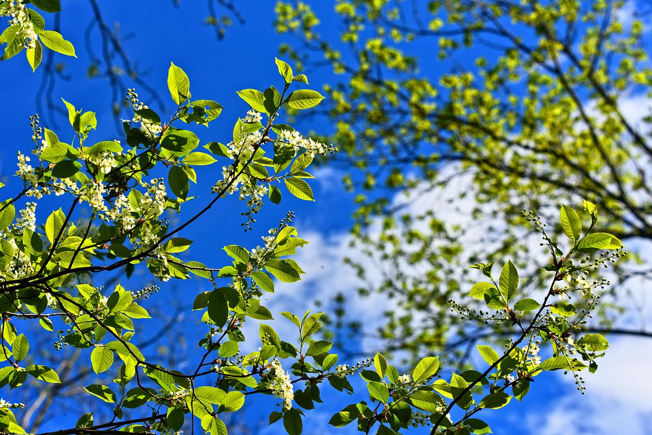 Tree, branch, blossom — Choosing the Best Customer Support in Best Online Casino Canada Real Money 2026