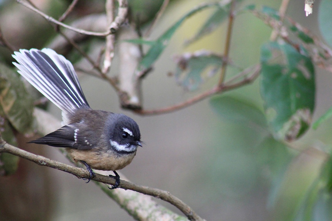 New zealand, native, bird — De Betekenis Achter de Naam CasinoLab en Zijn Oorsprong