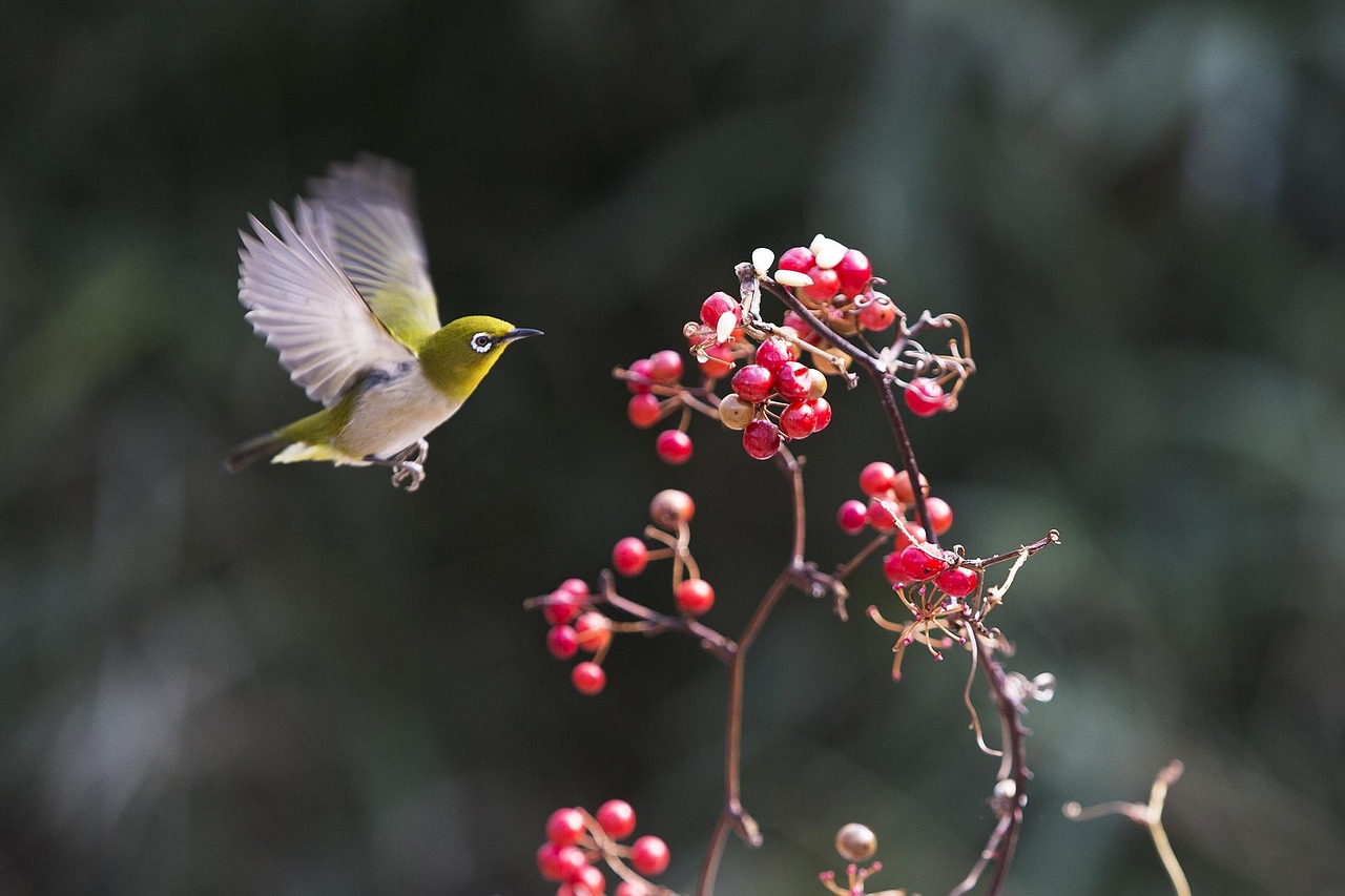 New, chickadee, fruit — De Toekomst van Mobiel Gokken: Innovatie, Veiligheid en Toegankelijkheid in 2024