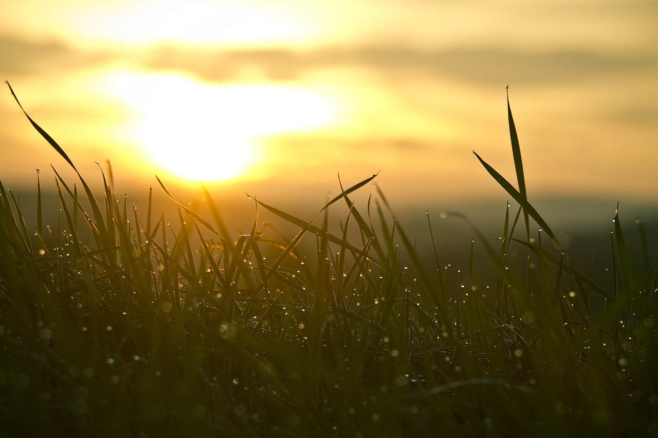 Grass, sunrise, sun — Die Evolution der Online-Casino-Boni in der Schweiz: Chancen, Herausforderungen und das Potenzial für S