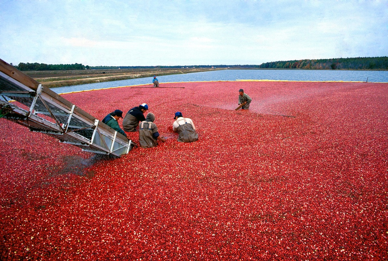 Cranberry, harvest, red — Die Renaissance der digitalen Sportwetten und das wachsende Angebot an Online-Casinos