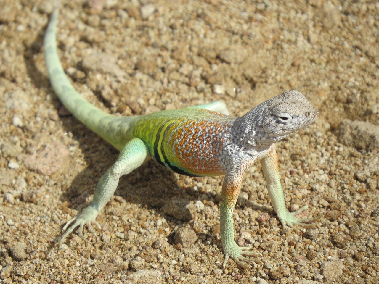 Reptile, lizard, colorful — El Auge de las Promociones Navideñas en el Sector de los Casinos Digitales