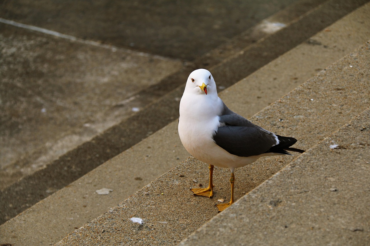 New, nature, seagull — El Auge de los Casinos en Línea en España: Calidad, Seguridad y Regulación