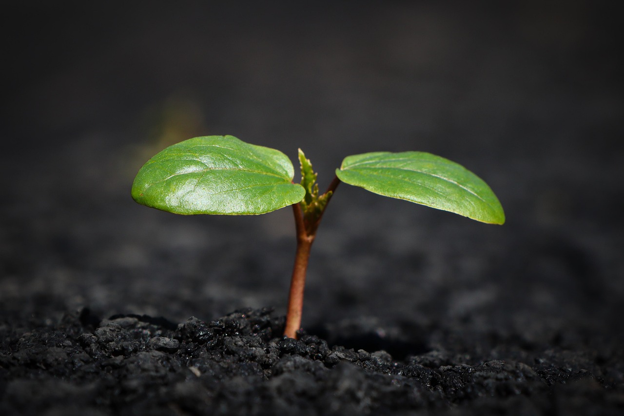 Plant, nature, growth — In den letzten Jahren hat sich die Online-Glücksspielbranche rasant entwickelt, getrieben durch tech