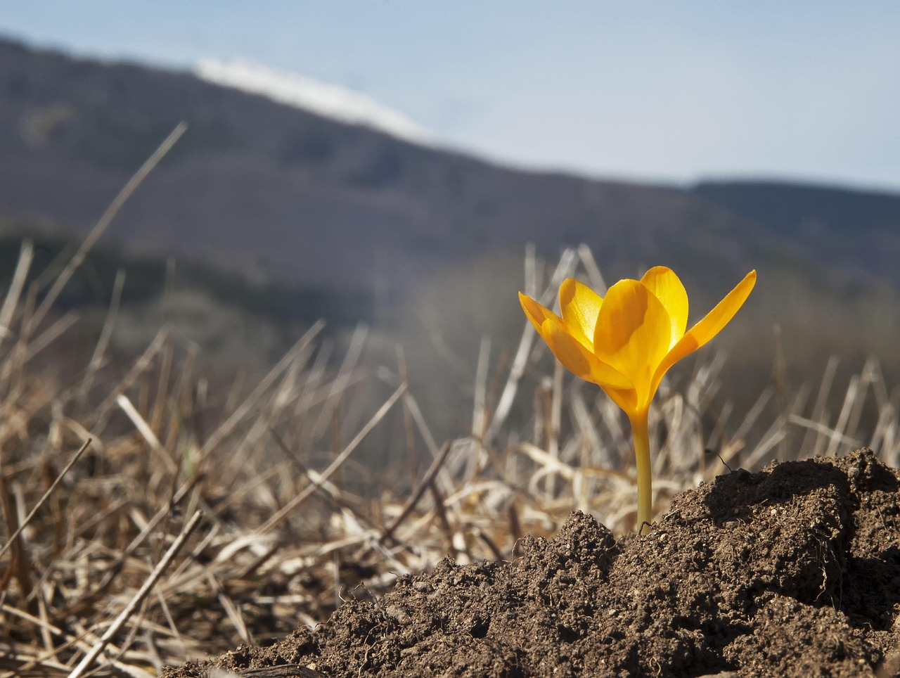 Spring flower, wild flower, first crocus — In the rapidly expanding world of online gambling, consumers increasingly rely on