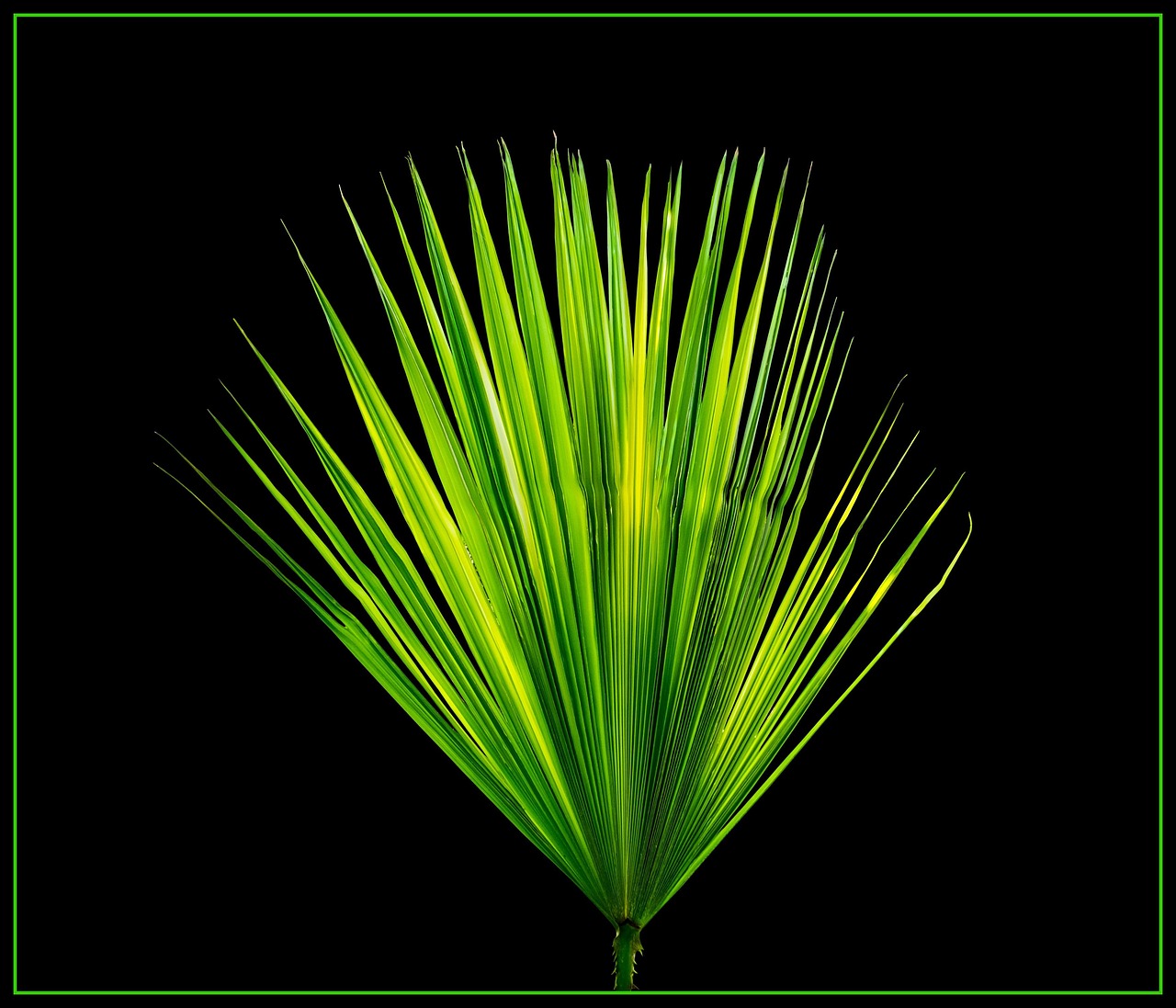 Palm leaf, new page, palm fronds — Innovating Personal Safety in the Digital Age: The Rise of Mobile Emergency Assistance App