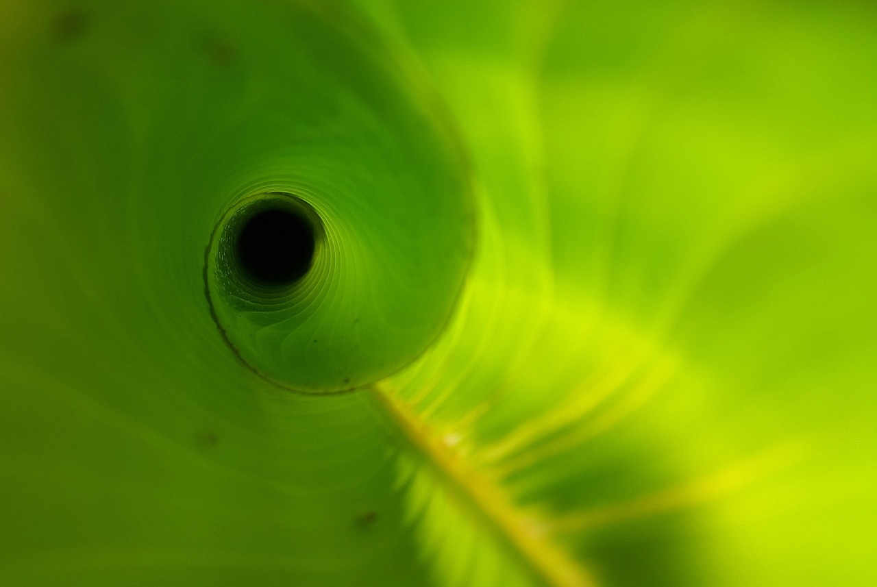 Heliconia leaf, unfurling, new — La crescita dei casino italiani non AAMS nel 2023