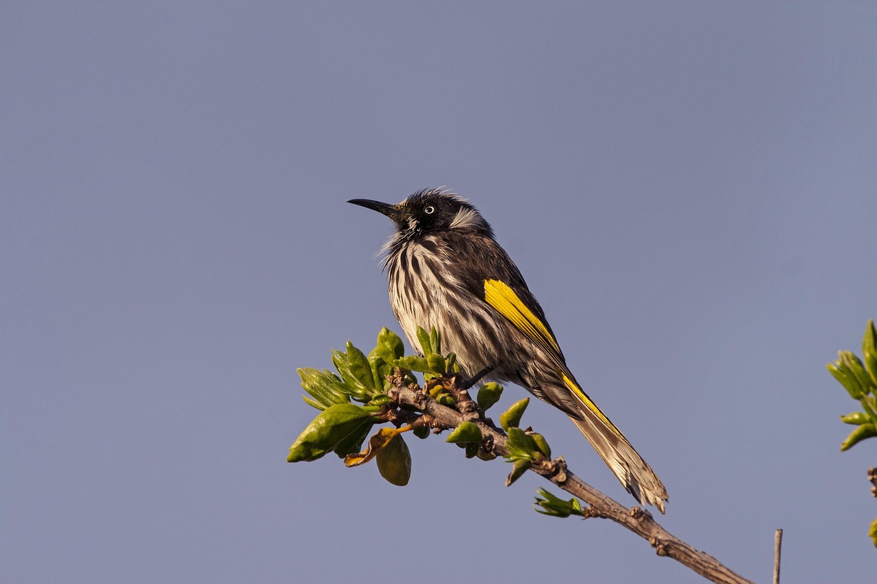 Bird, australian, nature — La industria de los casinos online experimenta un crecimiento exponencial, impulsado por avances t