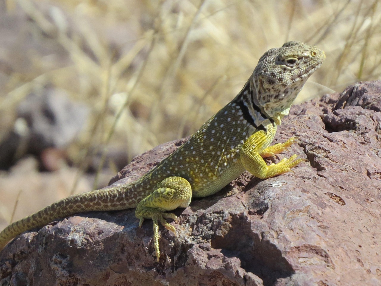 Reptile, lizard, wildlife — La Vérification de Compte dans l'Industrie du Jeu en Ligne : Garantir la Sécurité et la Confiance