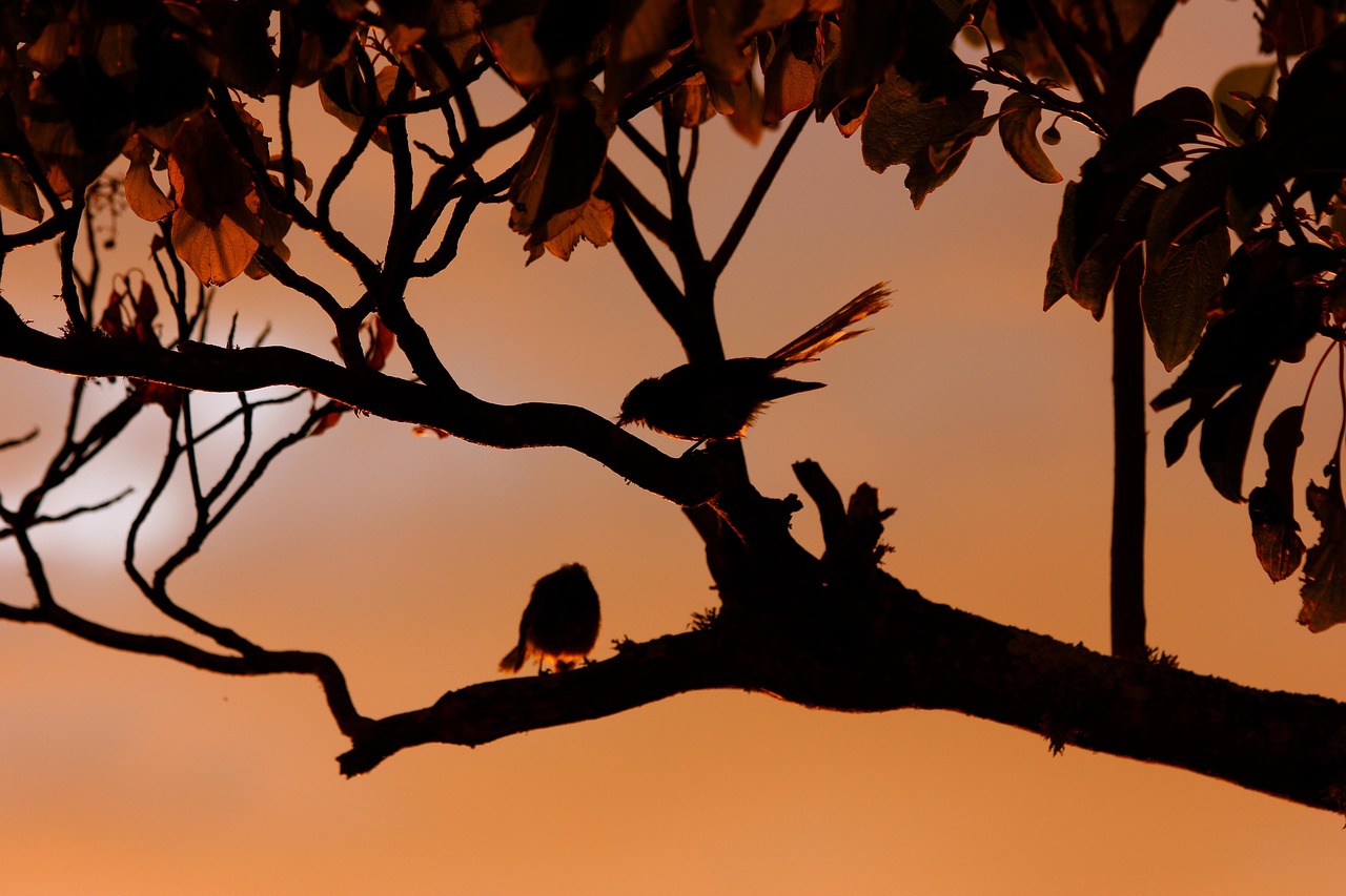New zealand fantail, birds, silhouette — Mastering Partnership Agreements: Strategies for Success in the Online Gaming Sector
