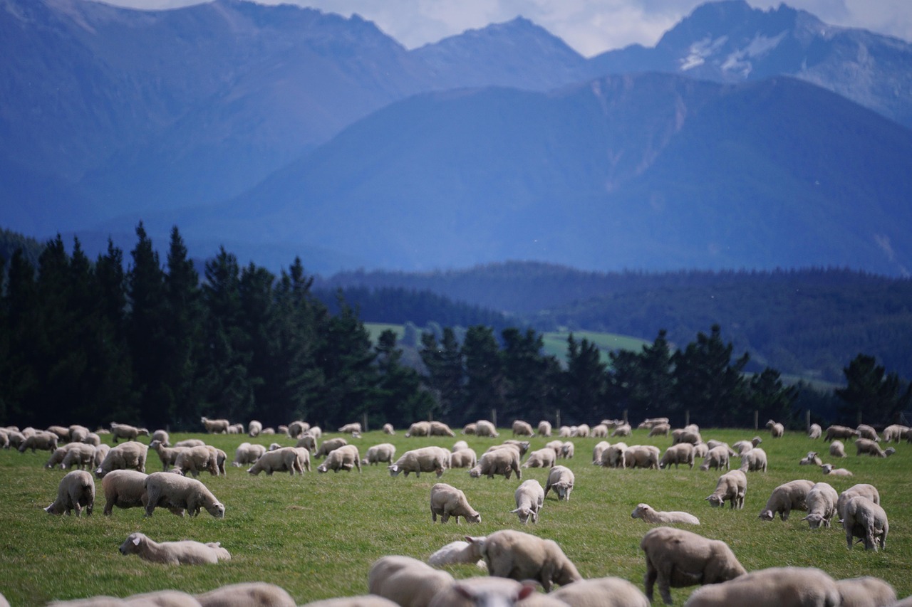 Sheep, new zealand, farm — Pinco Casino-nun Ədalətli Oyun və Təhlükəsizlik Təminatı