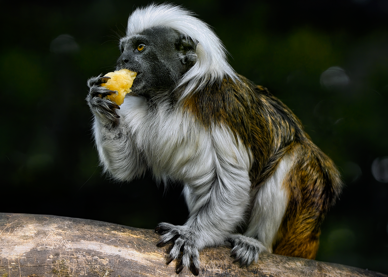 Tamarin, cotton-top tamarin, monkey — Secrets to Winning at the Best Online Casino Canada Real Money