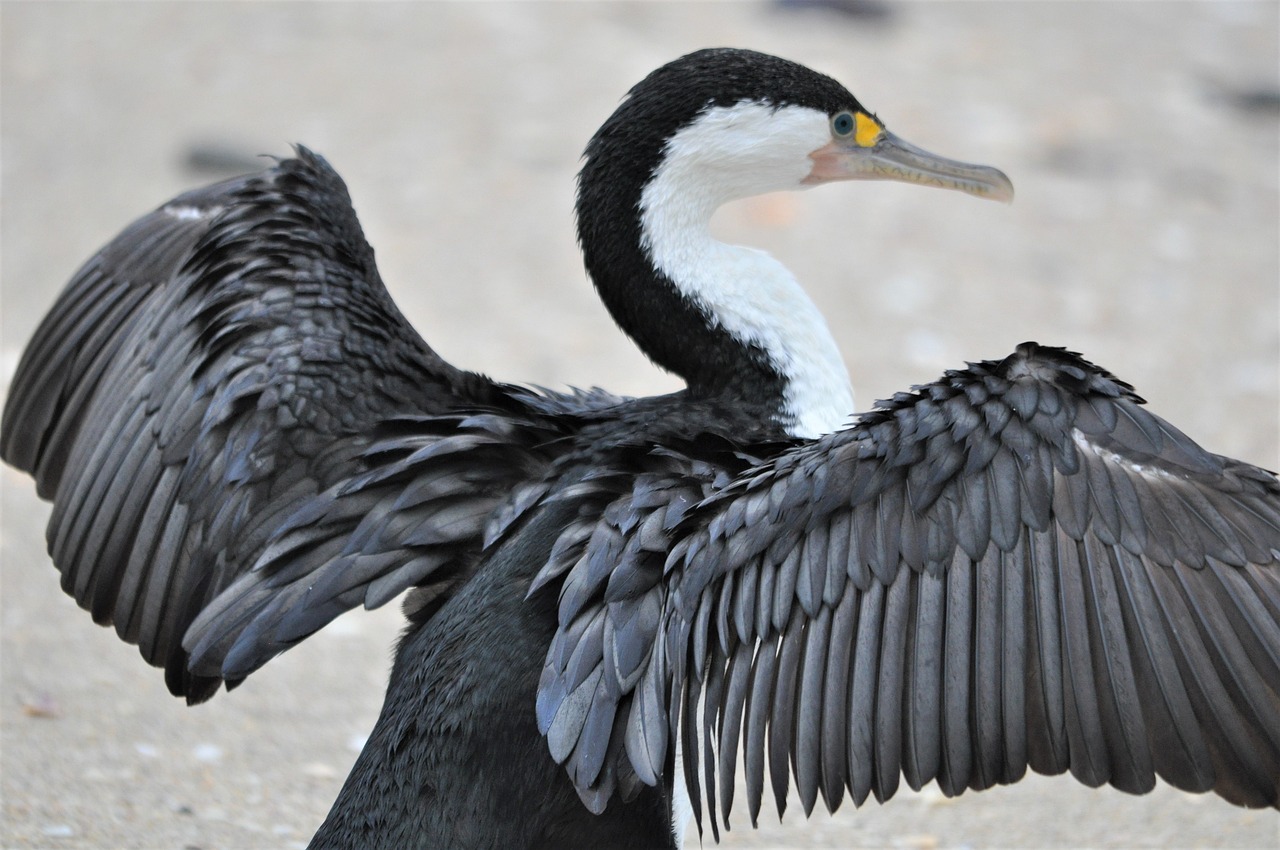 New, zealand pied, cormorant — Strategisch Gebruik van Welkomstbonussen in Online Casino's: Een Diepgaande Analyse
