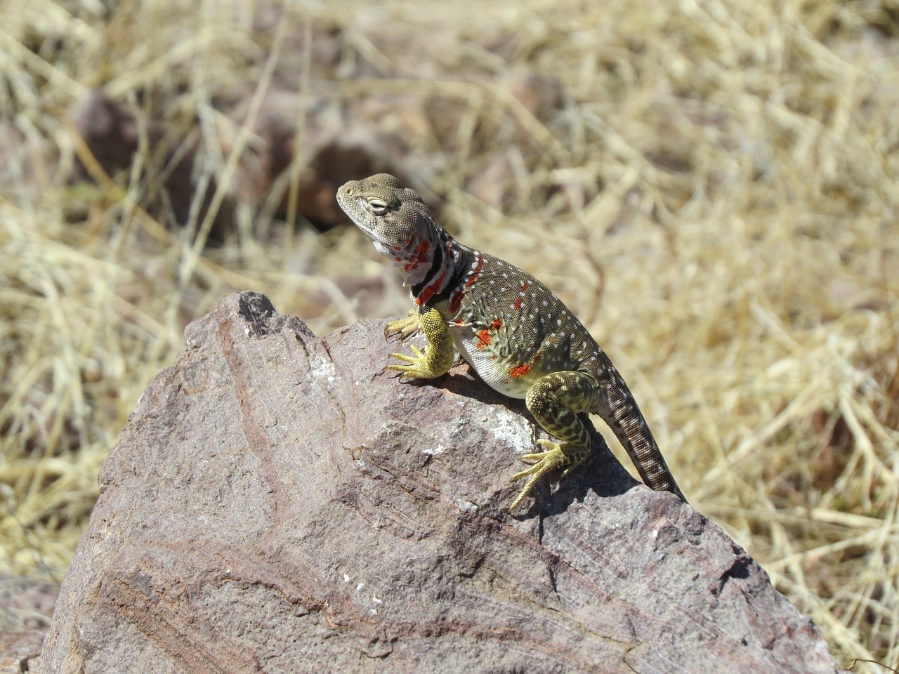 Lizard, reptile, colorful — The Evolution of Mobile Casino Accessibility: A Deep Dive into User-Centric Innovations
