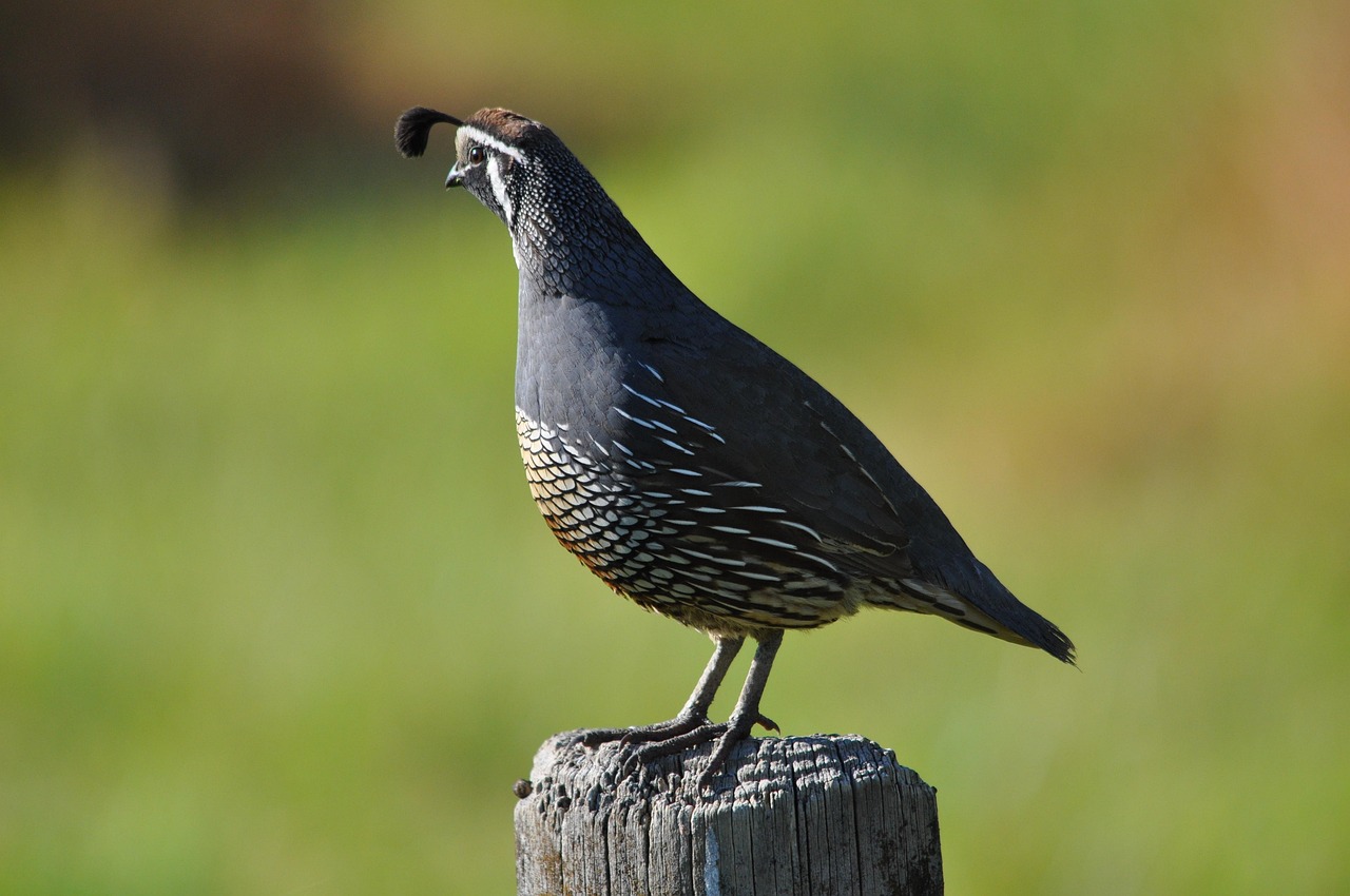 Californian quail, nature, new zealand — The Rise of the Best Online Casino in Canada Real Money: A Comprehensive Guide