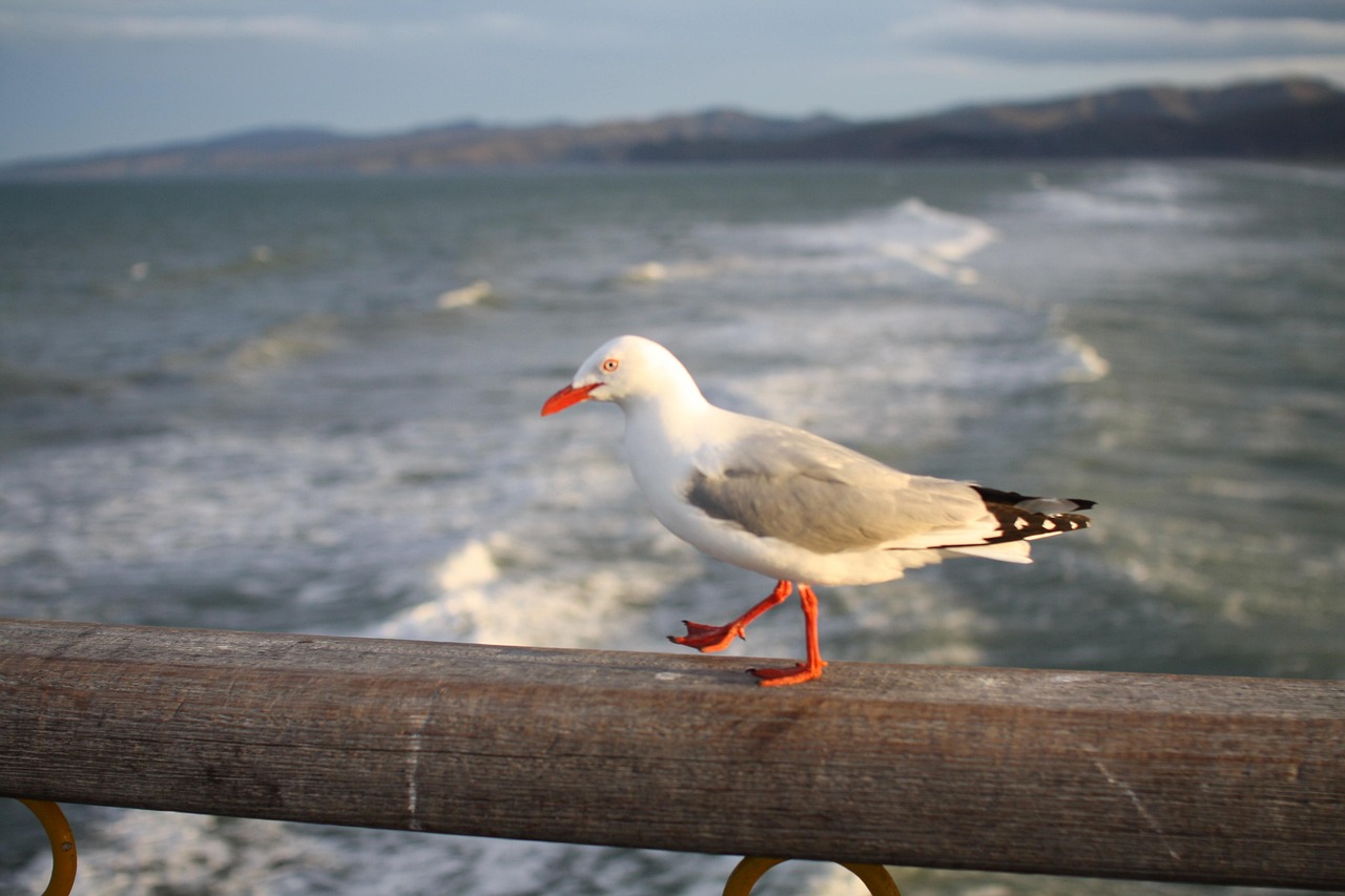 Seagull, bridge, ocean — Transforming the Online Casino Experience: Trust, Credibility, and Innovation