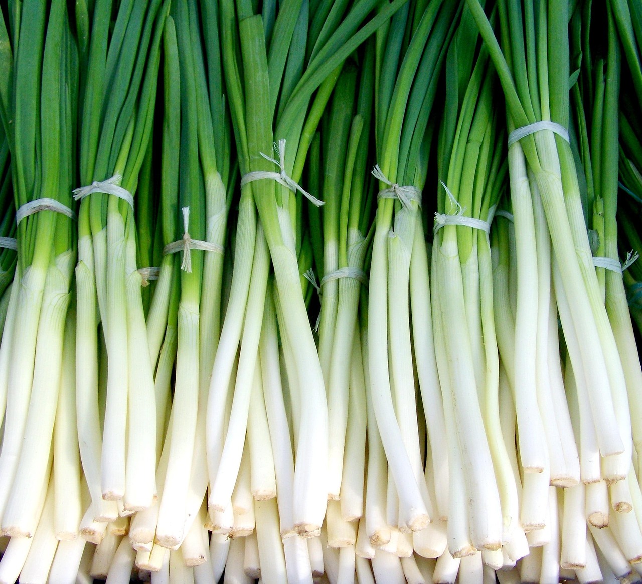 Green onions, new onion, vegetables — Transparenz und Effizienz bei Online-Casino-Auszahlungen: Branchenanalysen und praktisc