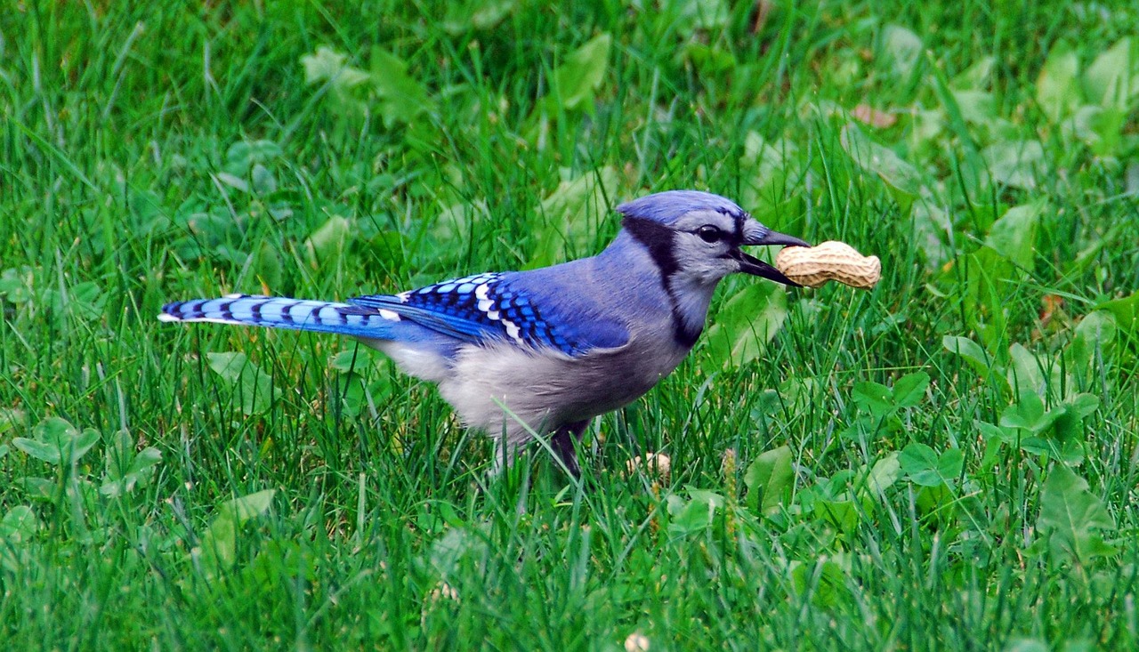 Bird, nature, bluejay — Understanding the Appeal of Nolimit City Slots and Their Growing Audience