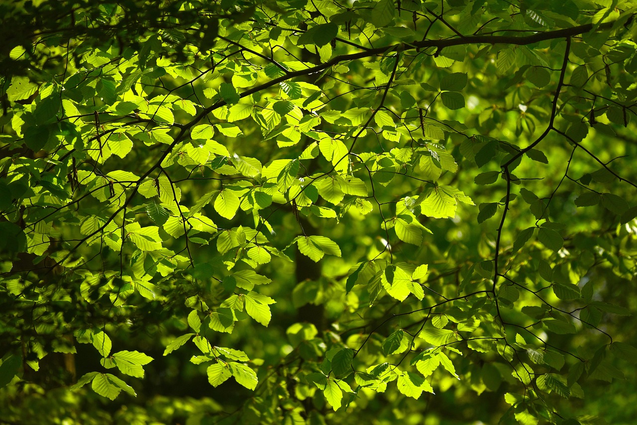 Leaves, foliage, tree — Unlocking the Potential of Online Casino Promotions in New Zealand