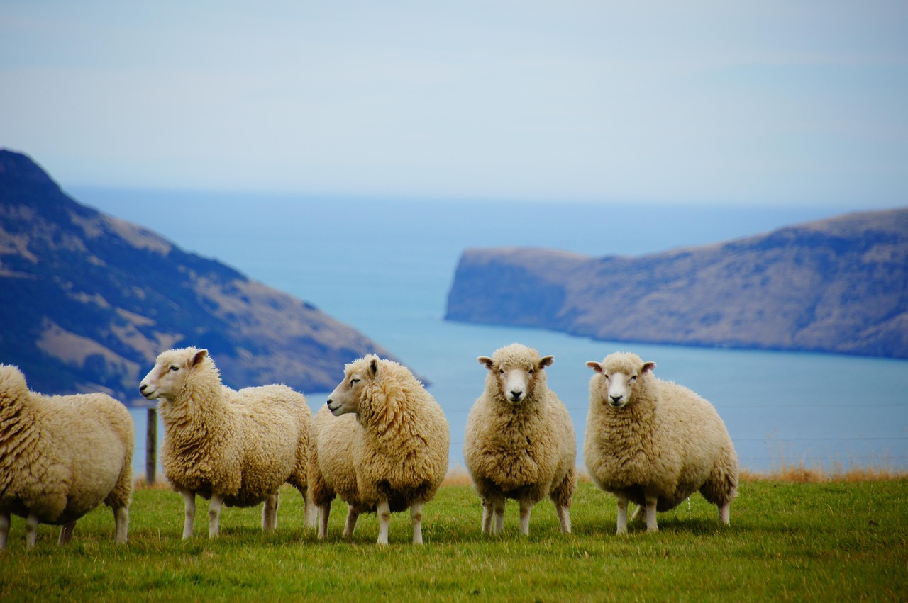 New zealand, nature, sea — Verifizierung im Online-Glücksspiel: Sicherheit, Vertrauen und regulatorische Standards