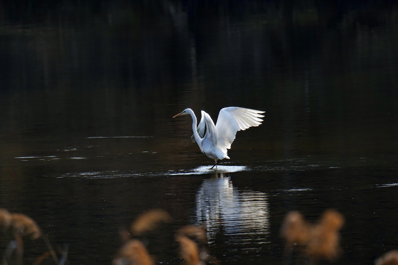 Common heron, nature, new — Vertrauen durch Transparenz: Die Rolle von Online-Bewertungen im Schweizer Markt