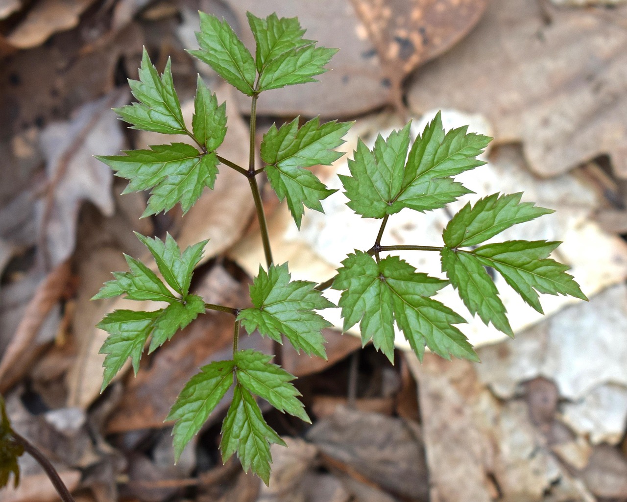 Black cohosh, new leaves, plant — Η πρώτη εντύπωση διαμορφώνεται από τη διάταξη, που εδώ είναι σχεδιασμένη ώστε ακόμη και ένα